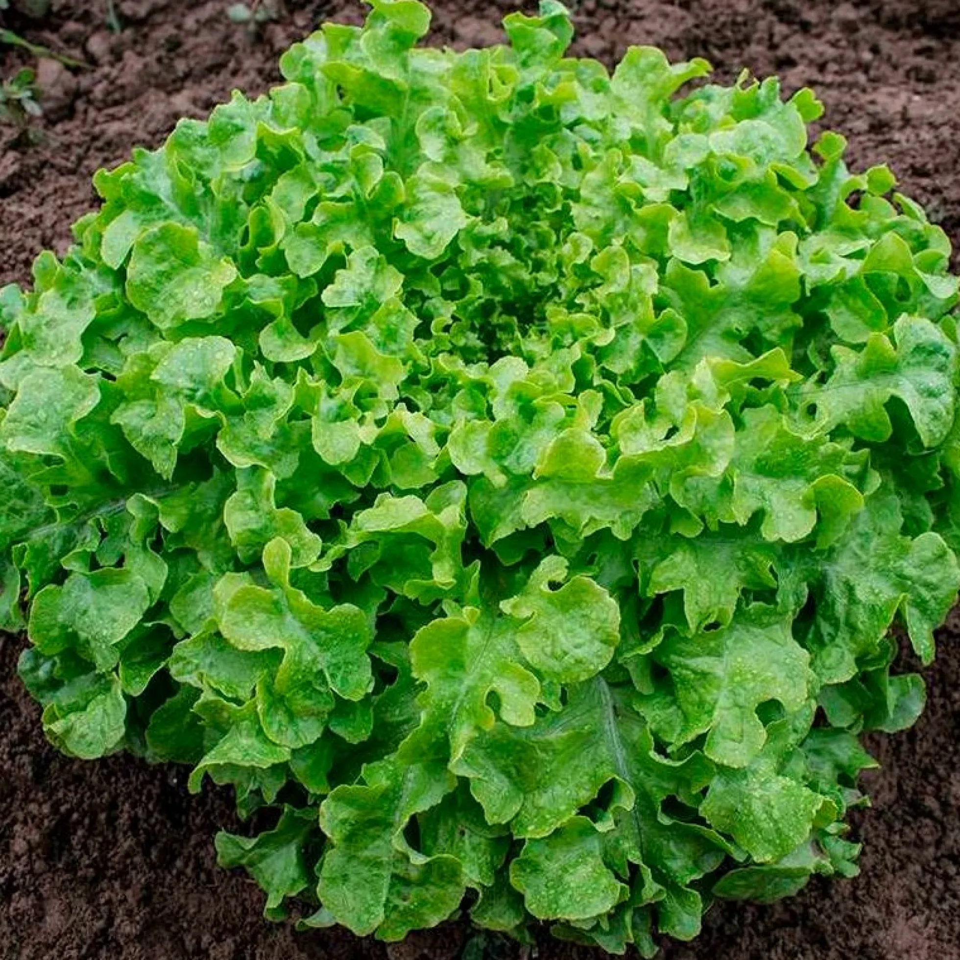 Semillas Lechuga Salad Bowl Ecológicas