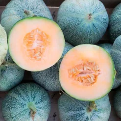 Semillas Melón Petit Gris De Rennes Ecológicas Biodinámicas Demeter