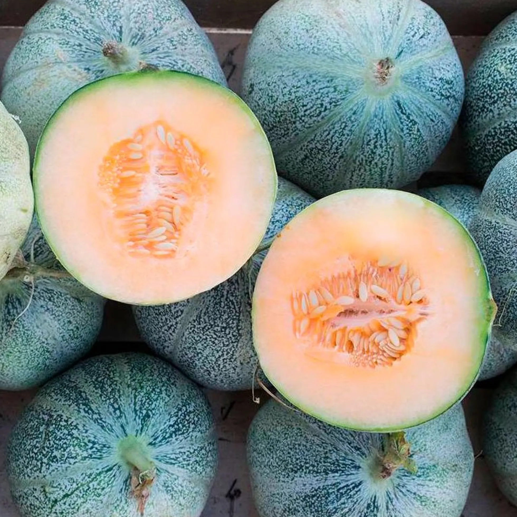 Semillas Melón Petit Gris De Rennes Ecológicas Biodinámicas Demeter