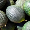 Semillas Melón Tendral Negro Ecológicas