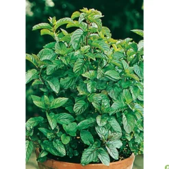 Semillas Menta Poleo