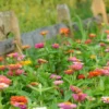 Semillas Mix Flores Para Ramos Ecológicas