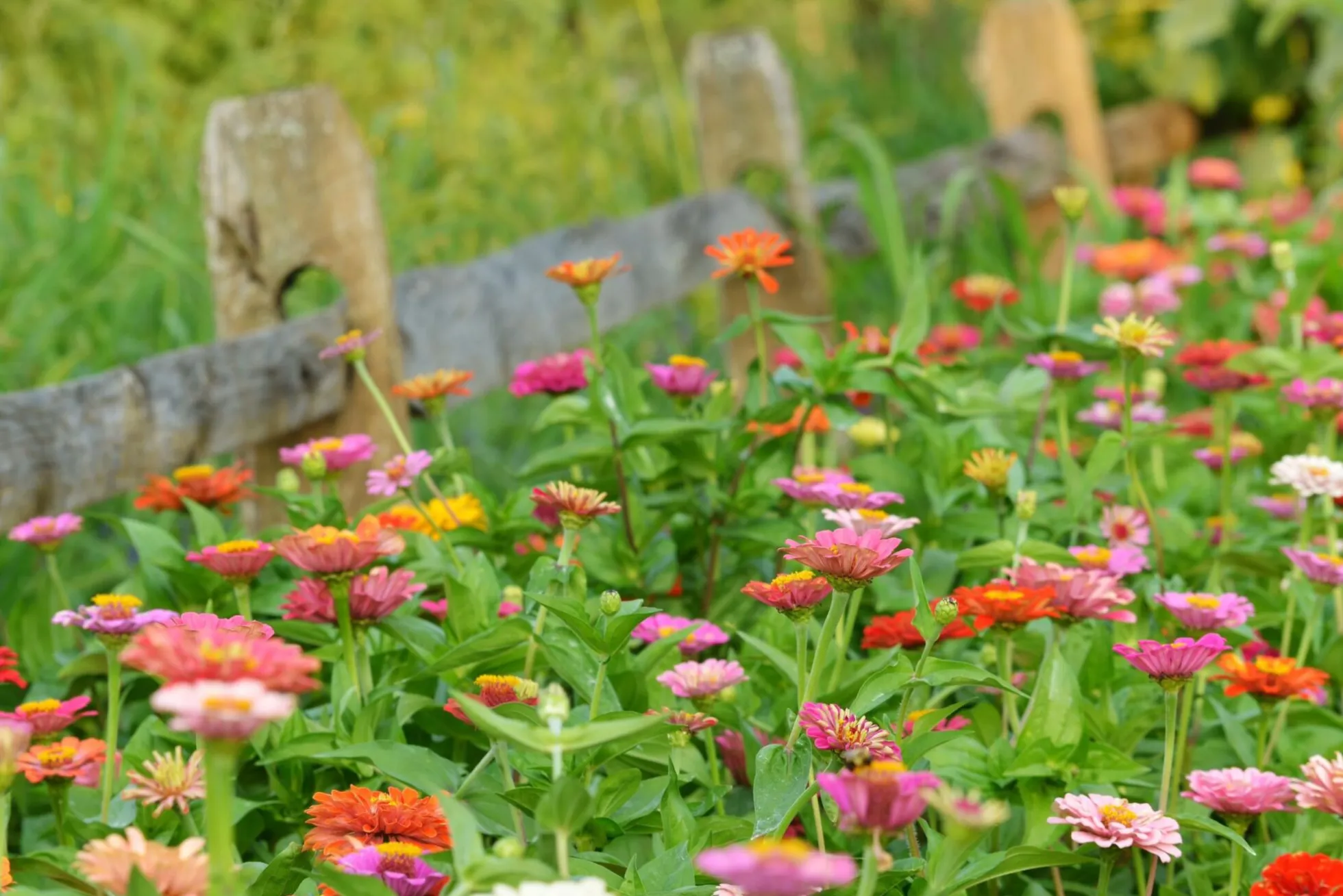Semillas Mix Flores Para Ramos Ecológicas