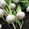 Semillas Nabo Bola De Nieve Ecológicas
