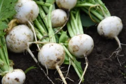 Semillas Nabo Bola De Nieve Ecológicas