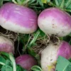 Semillas Nabo Di Milano A Colleto Viola Ecológicas
