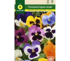 Semillas Pensamiento Gigante Variado (viola Tricolor)