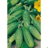 Semillas Pepinillo (cornichón De Paris)
