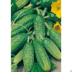 Semillas Pepinillo (cornichón De Paris)
