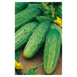 Semillas Pepino Wisconsin