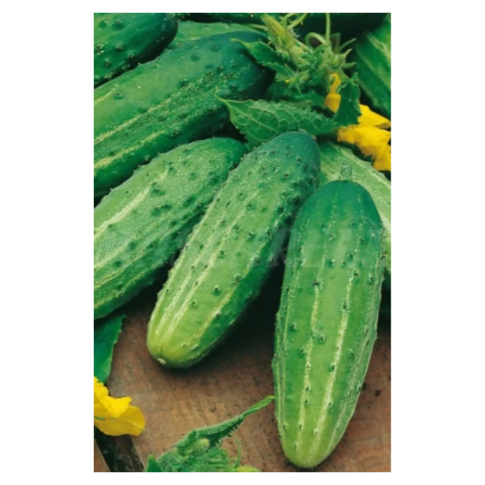Semillas Pepino Wisconsin