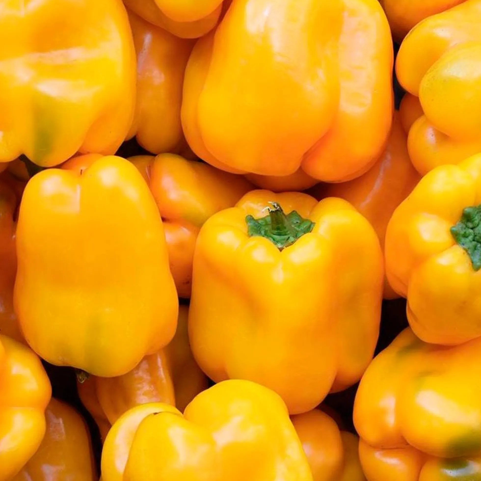 Semillas Pimiento Amarillo Quadrato D ́asti Ecológicas Biodinámicas Demeter