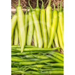 Semillas Pimiento Guindilla