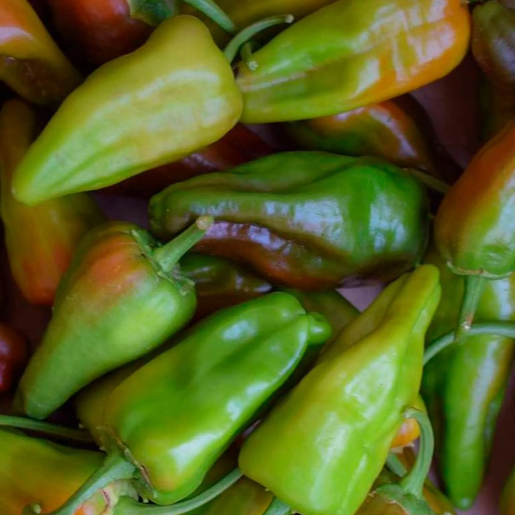 Semillas Pimiento Padrón Ecológicas