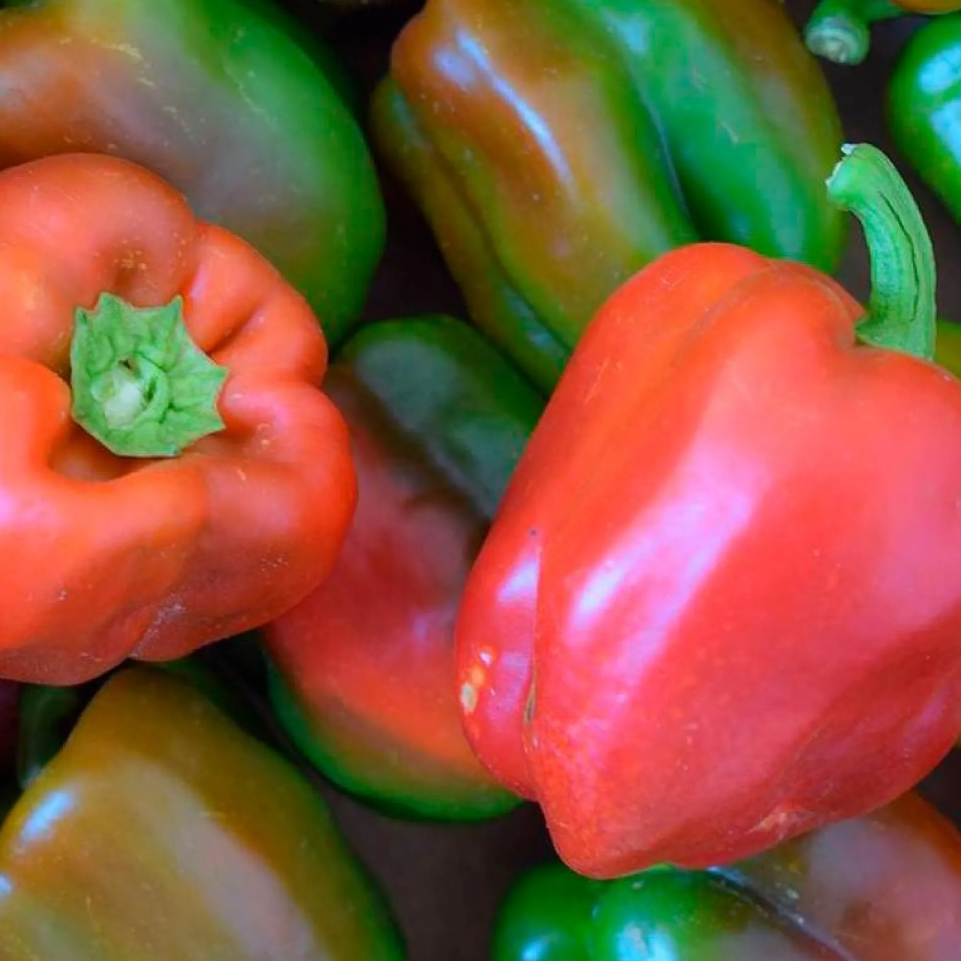 Semillas Pimiento Quadrato D ́asti Rojo Ecológicas