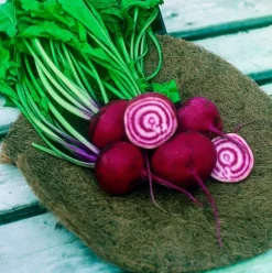 Semillas Remolacha Chioggia Ecológicas