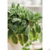 Semillas Salvia Officinalis 1gm