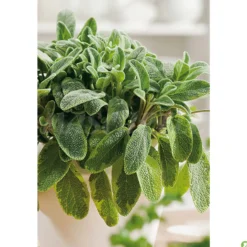 Semillas Salvia Officinalis 1gm