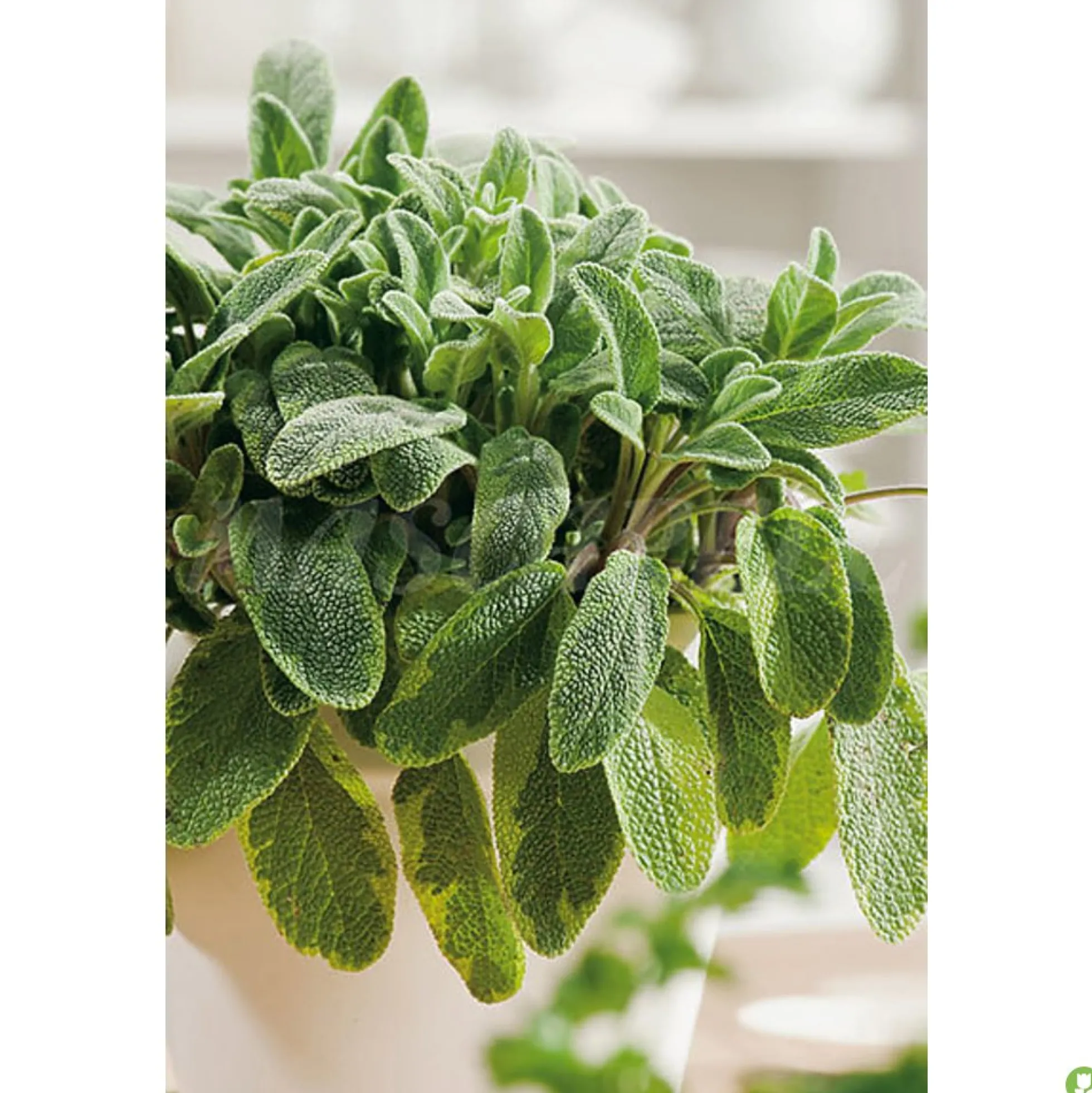 Semillas Salvia Officinalis 1gm