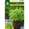 Semillas Stevia