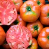 Semillas Tomate Ace 55 Ecológicas
