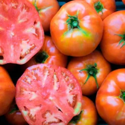 Semillas Tomate Ace 55 Ecológicas