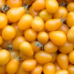 Semillas Tomate Amarillo Yellow Submarine Ecológicas