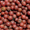 Semillas Tomate Black Cherry Ecológicas
