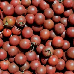 Semillas Tomate Black Cherry Ecológicas