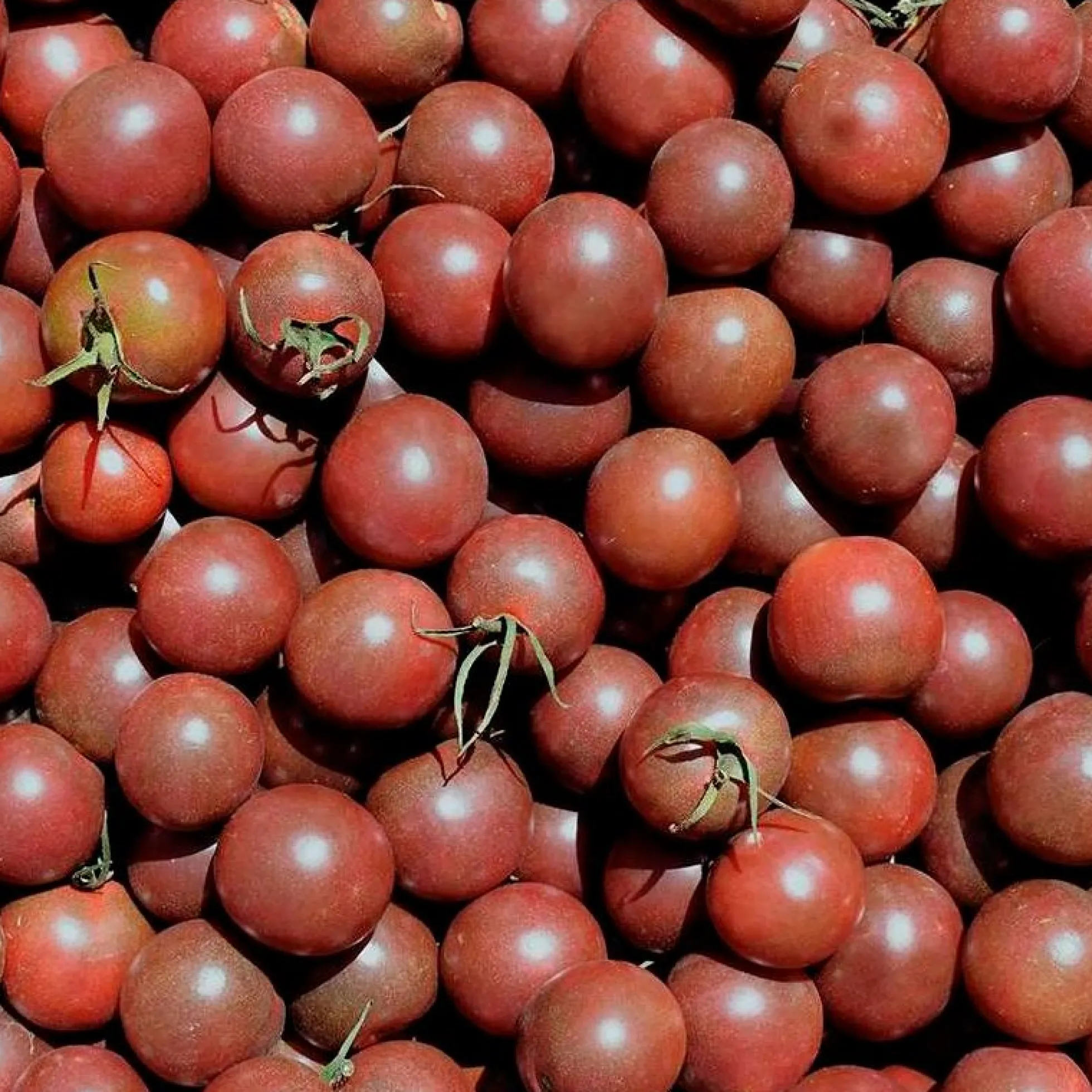Semillas Tomate Black Cherry Ecológicas