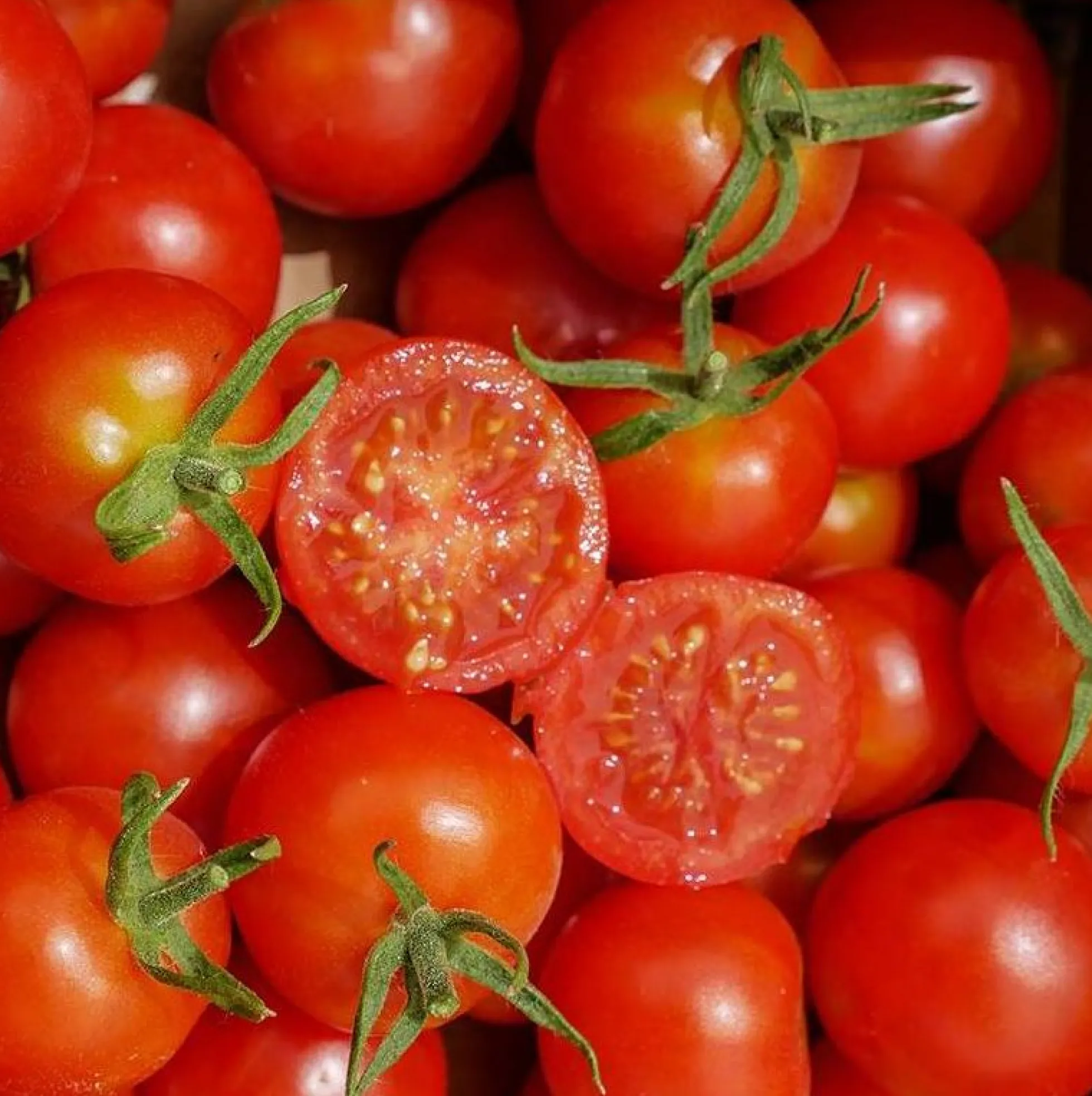 Semillas Tomate Cherry Miel Du Mexique Ecológicas