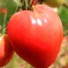 Semillas Tomate Corazón De Buey Ecológicas