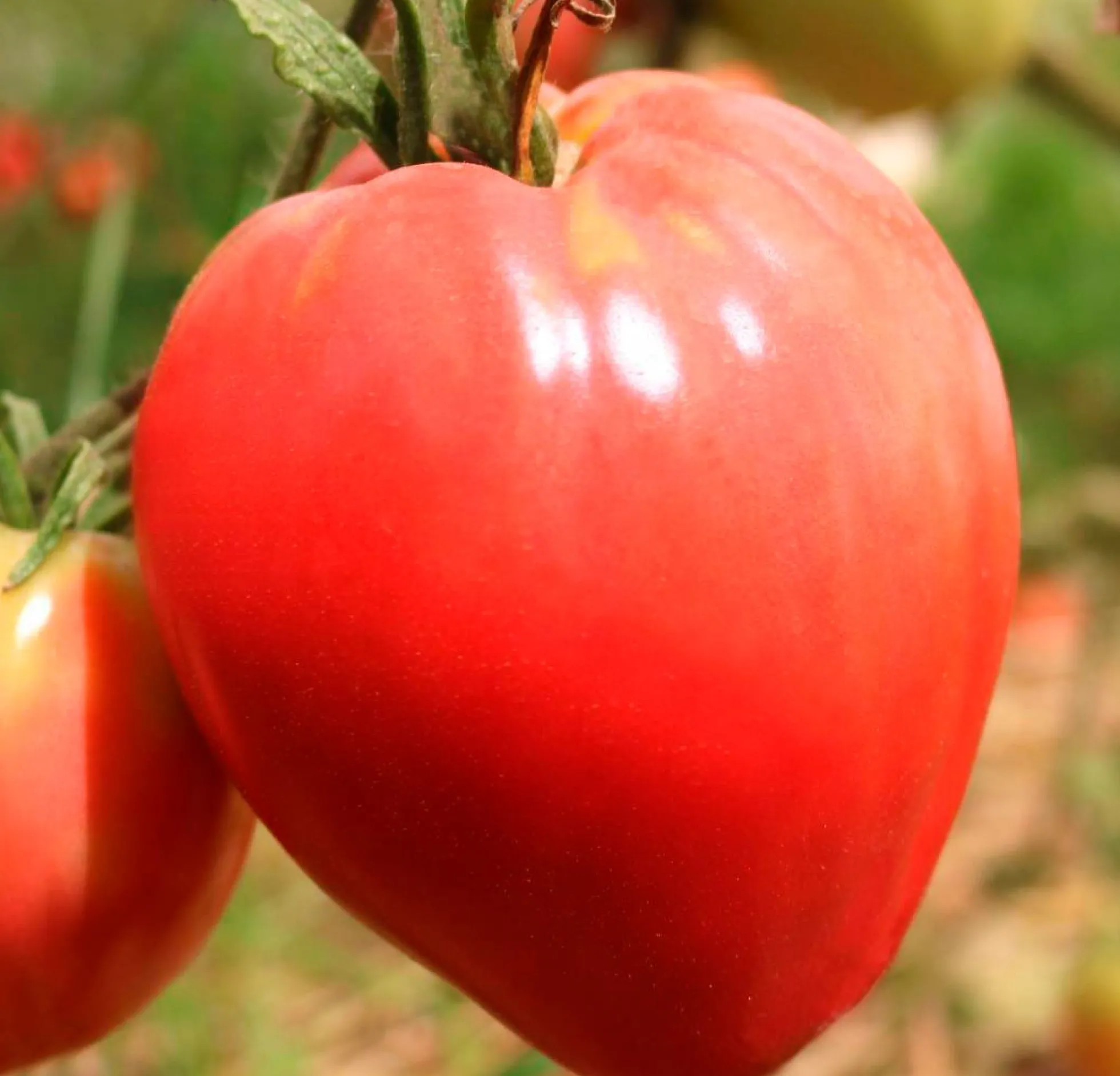 Semillas Tomate Corazón De Buey Ecológicas