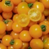 Semillas Tomate Galina Ecológicas