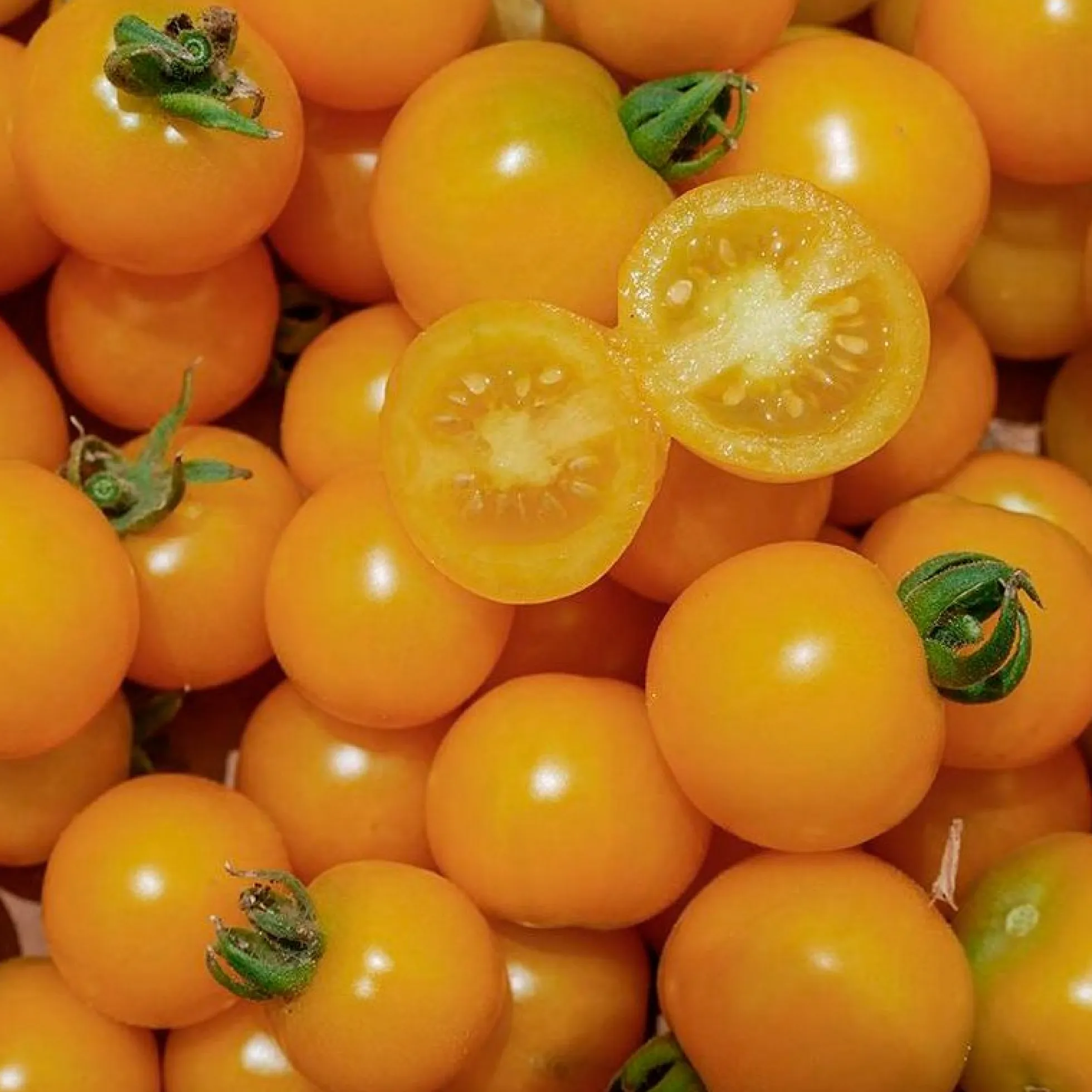 Semillas Tomate Galina Ecológicas