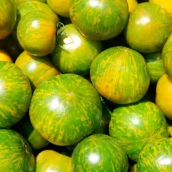 Semillas Tomate Green Zebra Ecológicas