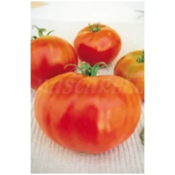 Semillas Tomate Valenciano Gordal Plus