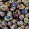 Semillas Tomatillo Morado Ecológicas