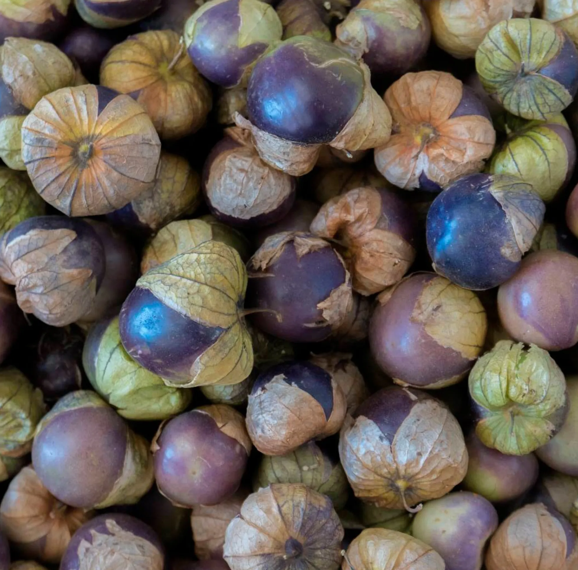Semillas Tomatillo Morado Ecológicas