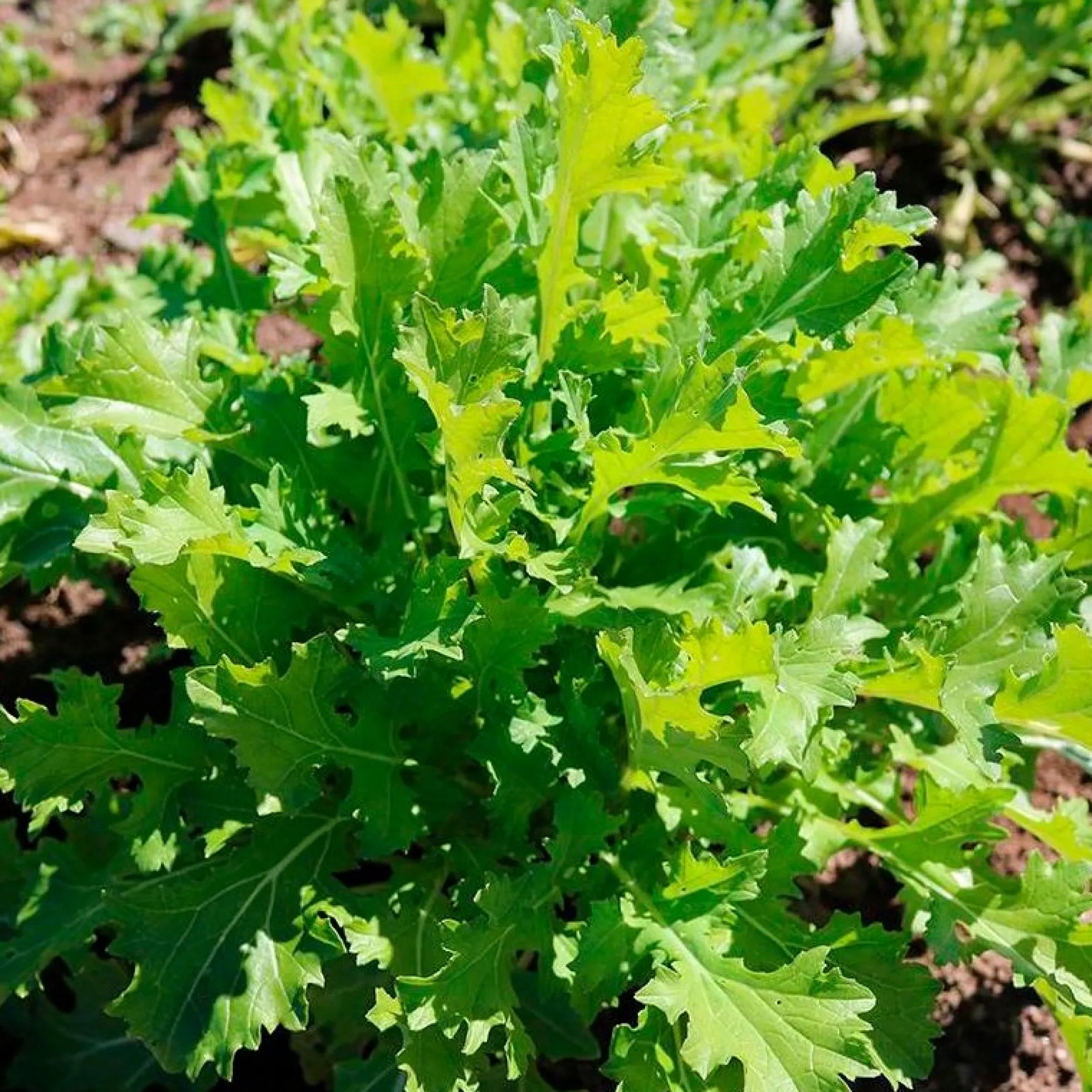 Semillas Verdura Asiática Namenia Ecológicas