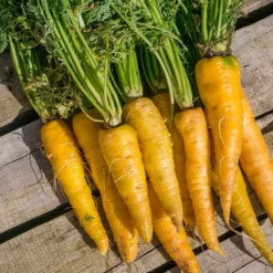 Semillas Zanahoria Jaune Du Doubs Ecológicas