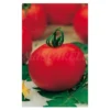 Semilla Tomate Venezia