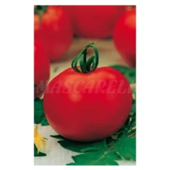 Semilla Tomate Venezia