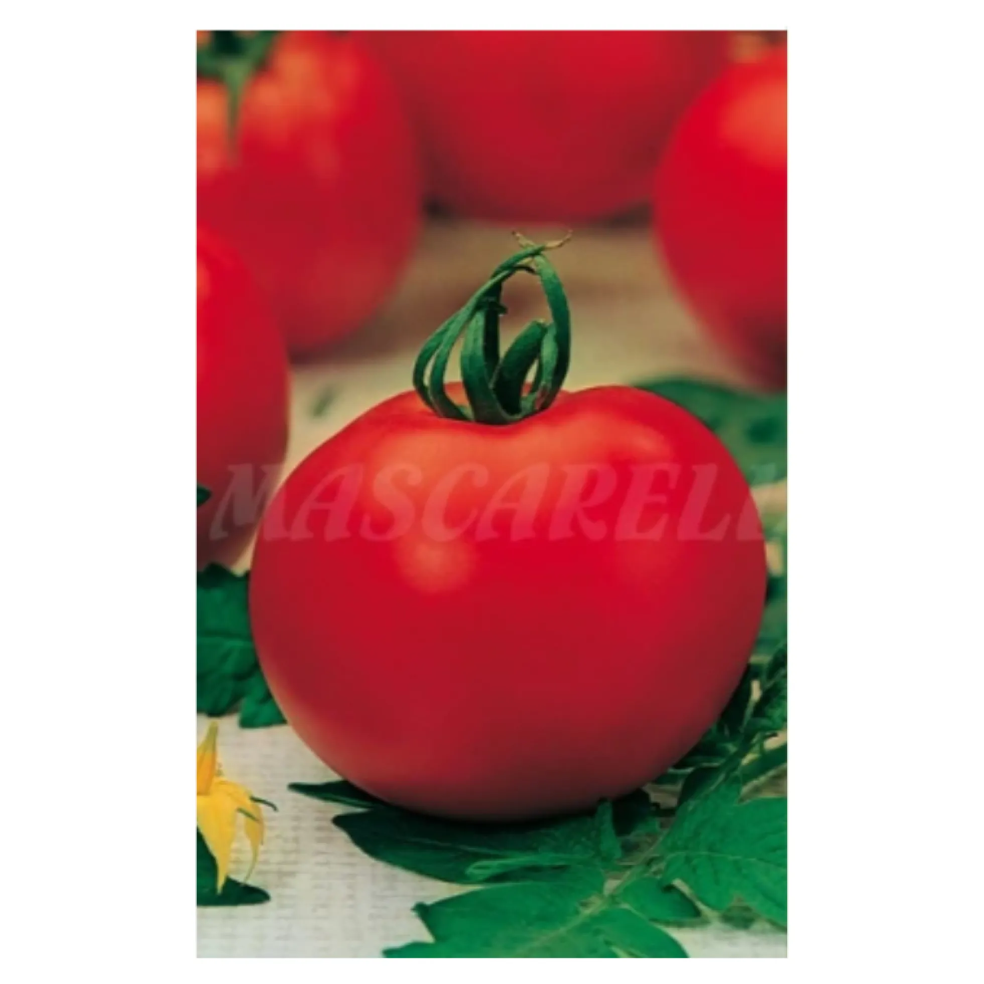 Semilla Tomate Venezia