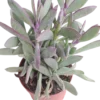 Senecio Crassisium Ø8 Planta Suculenta Suculento