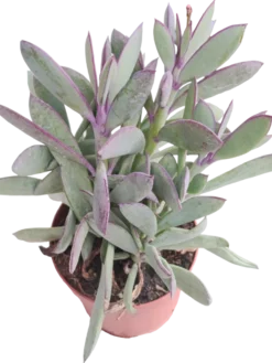 Senecio Crassisium Ø8 Planta Suculenta Suculento