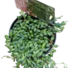 Senecio Rosario Planta Colgante De Interior Ø12