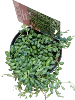 Senecio Rosario Planta Colgante De Interior Ø12