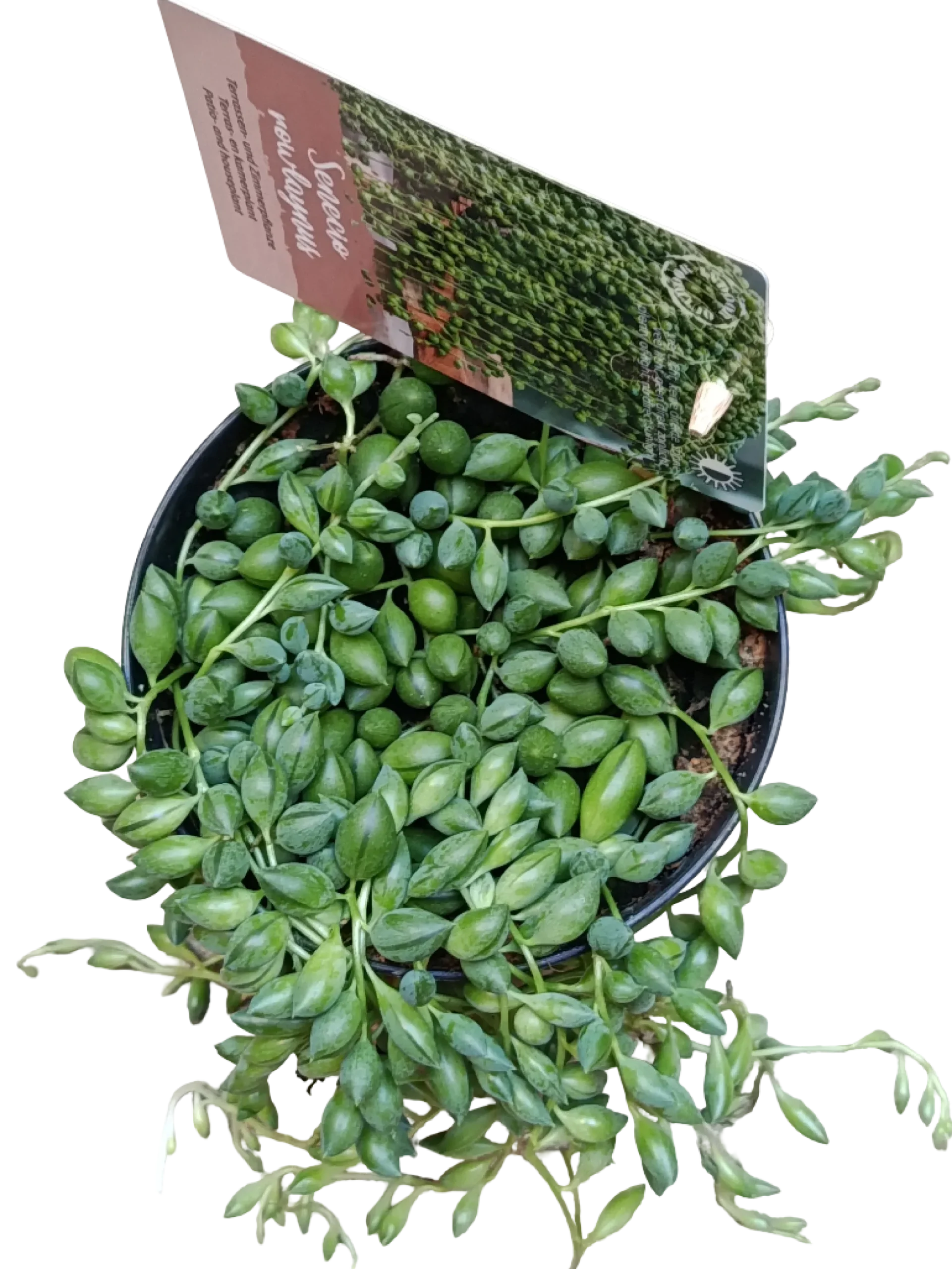 Senecio Rosario Planta Colgante De Interior Ø12