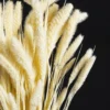 Setaria Seca